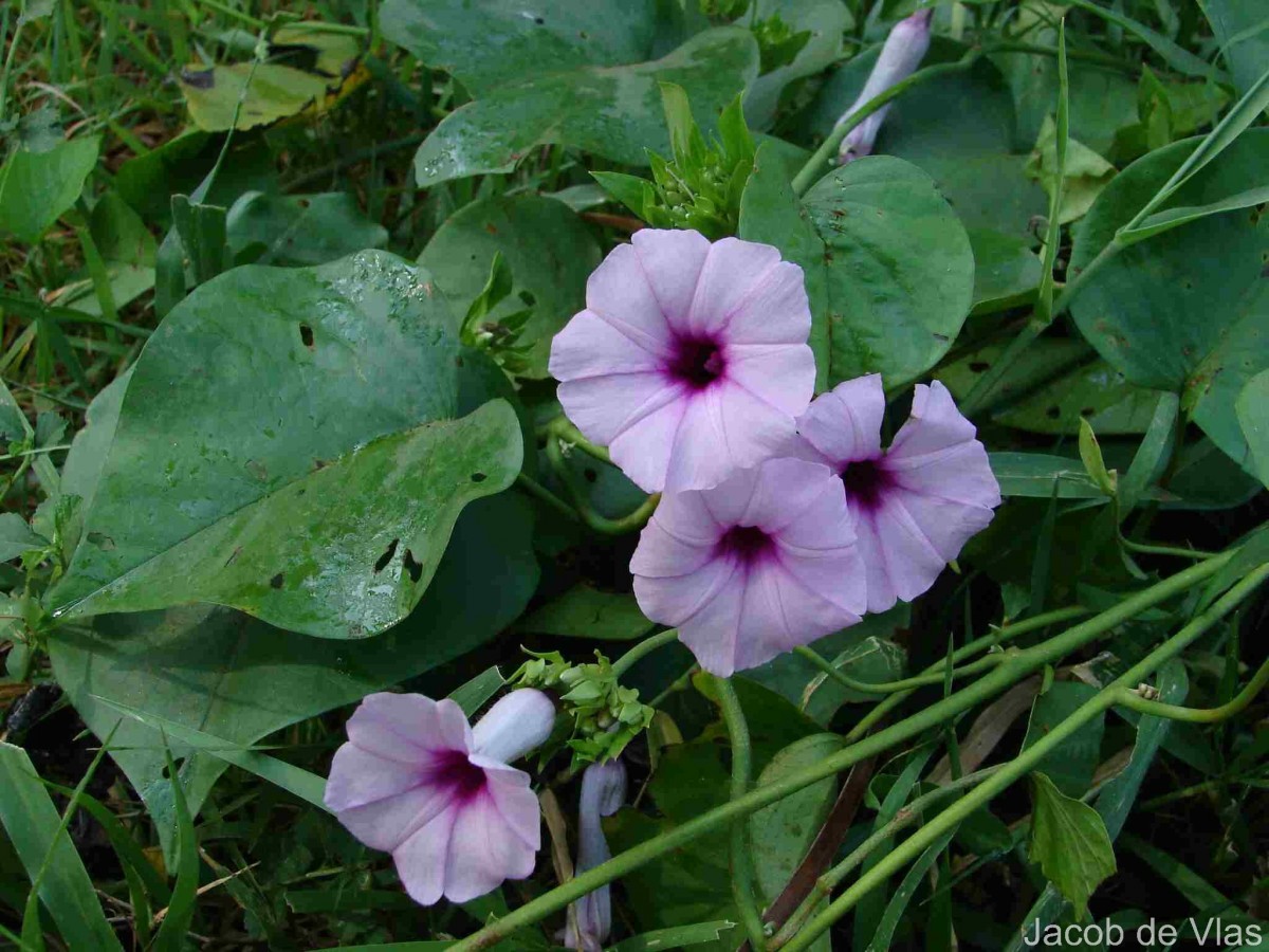 Argyreia kleiniana (Schult.) Raizada